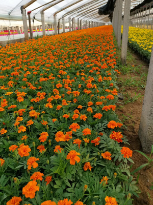 上饒青州草花基地信譽(yù)保證