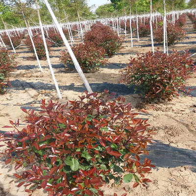 西安周至縣農(nóng)戶(hù)種植苗木花卉批發(fā)基地