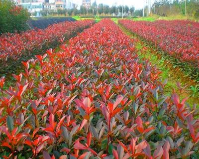 遼寧紅葉石楠批發(fā)基地-江蘇紅葉石楠供應(yīng)商-江蘇紅葉石楠出售