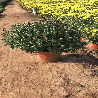 綠葉碧桃粉黛亂子草花海小苗批發(fā)山東青州花苗種苗馬鞭草粉黛亂子草營養(yǎng)杯苗青州山合水