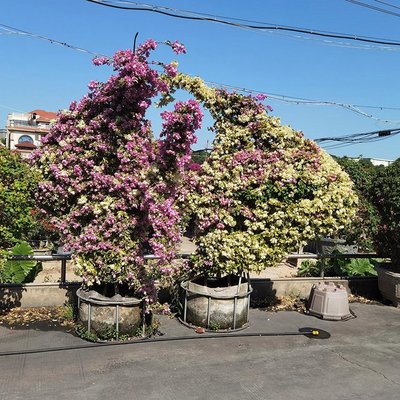 動(dòng)物造型三角梅 紫花十二生肖三角梅 鐵架勒杜鵑樁景 庭院盆景