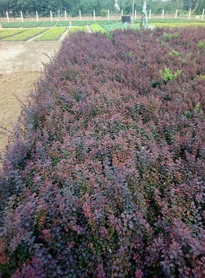 江蘇紅葉小劈種植基地-優(yōu)良紅葉小檗濰坊市哪里有