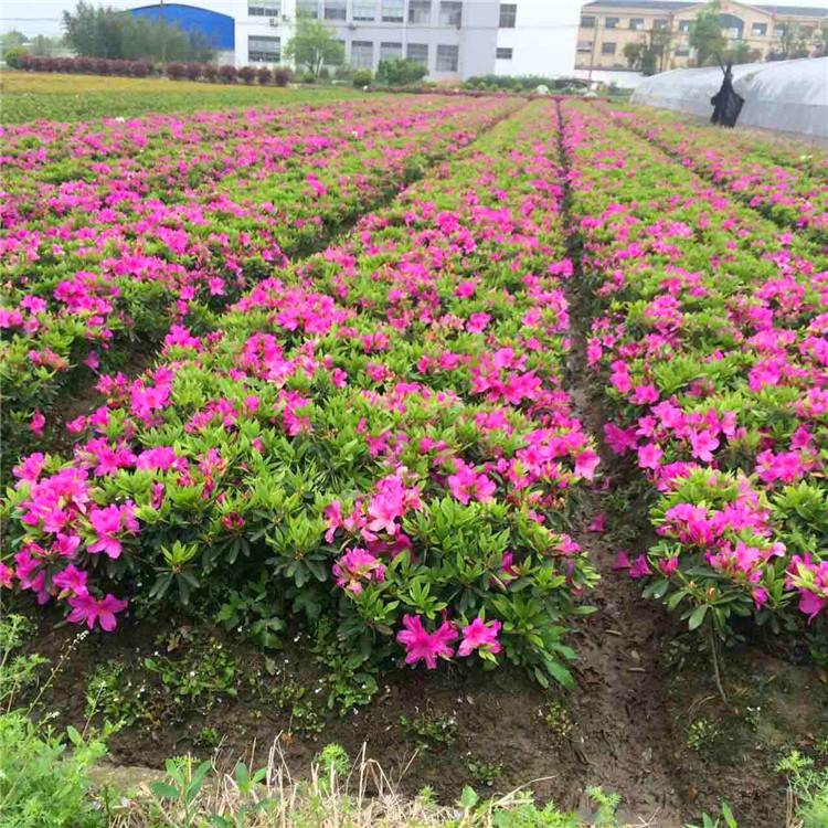 苗木花卉 春鵑苗和毛鵑 園林綠化色塊苗 扦插杜鵑苗直銷基地