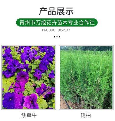 芝櫻花海小苗培育 叢生福祿考盆栽種植基地 萬旭花卉