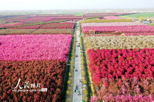 江蘇沭陽 海棠花開紅艷艷