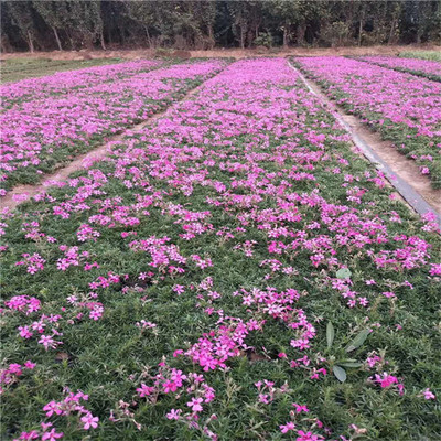 【芝櫻 苗圃供應(yīng)四季觀賞花卉叢生福祿考小苗 園林景觀工程】 - 青州市承玉花卉苗木種植專業(yè)合作社