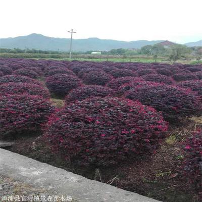 紅繼木苗 景觀紅繼木苗 工程綠化苗木花卉樹苗