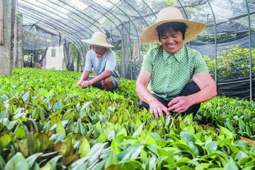 種植花卉苗木 過上小康生活