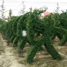  江蘇省沭陽縣顏集鎮(zhèn)堰下花木基地 主營 苗木 各種綠化苗木 花