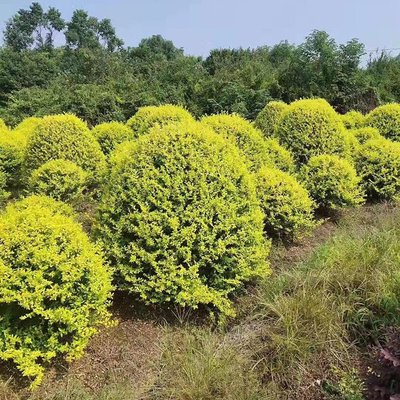 金森汝貞球 湖南苗木基地 苗木批發(fā)產地 金森汝貞價格 精品苗木球類