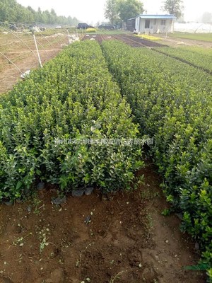 青州市彌河鎮(zhèn)華偉誠信花卉苗木園