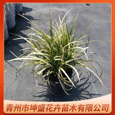 山麥冬多少錢(qián)一株