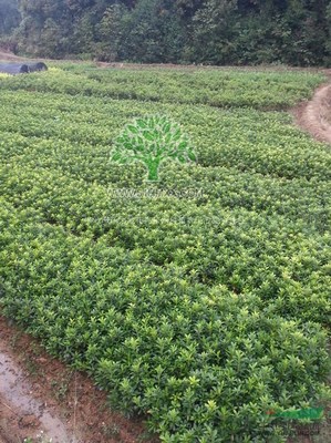 株洲市新大地花卉苗木種植農(nóng)民專(zhuān)業(yè)合作社