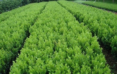 青州綠化苗木價(jià)格,種植基地 青州萬(wàn)美花卉苗木種植場(chǎng)