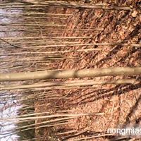 出售各種苗木及花卉河南 信陽(yáng)河南潢川友好苗圃產(chǎn)品供應(yīng)第2頁(yè)