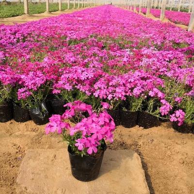 【芝櫻花卉市場(chǎng)批發(fā) 利津芝櫻廠家直銷(xiāo) 綠化苗木工程】 - 青州市承玉花卉苗木種植專(zhuān)業(yè)合作社