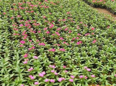 草花苗木批發(fā)基地-供應(yīng)價格-產(chǎn)地報價-青州市彥明花卉苗木種植專業(yè)合作社