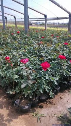 云南 藤本月季 種植批發(fā)基地-山東青州向陽(yáng)花卉苗木合作社