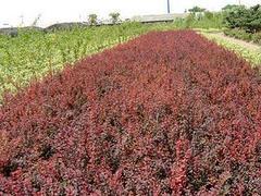 大量出售山東綠化苗木 菏澤綠化苗木種植基地圖片|大量出售山東綠化苗木 菏澤綠化苗木種植基地產(chǎn)品圖片由青州市宸豪花卉苗木專(zhuān)業(yè)合作社公司生產(chǎn)提供-