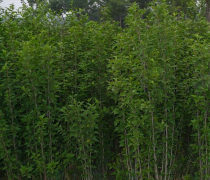 【木槿小苗批發(fā)貨源足量大優(yōu)惠木槿樹苗銷售工程苗木槿價格】沭陽縣戀香圃花卉苗木場 - 產(chǎn)品庫