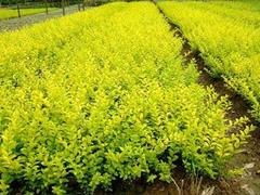 想要至好的金葉女貞就來勝紅花卉苗木 批發(fā)金葉女貞 青州市勝紅花卉苗木園藝場 薰衣草價格,一