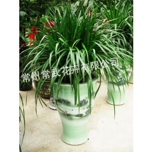 花卉盆景銷售 綠植盆栽租賃 苗木種植 廠區(qū)綠化養(yǎng)護–