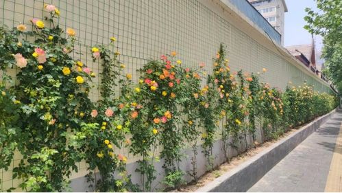 西工處處花綻放 北國花城 芳容現(xiàn)
