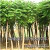 找河北保定海源苗木花卉基地的河北最大的千頭椿種植基地價格、圖片、詳情,上一比多_一比多產(chǎn)品庫