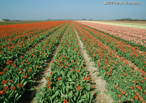 鮮花經(jīng)濟開出新 花 樣