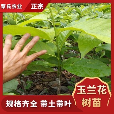 蘭花多少錢(qián)一株