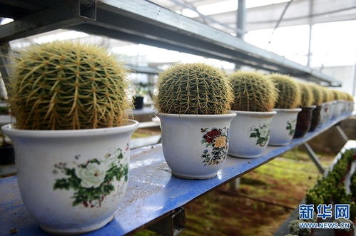 河南安陽(yáng) 花卉苗木 助農(nóng)增收致富