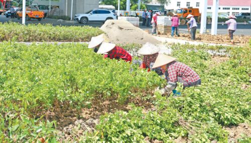 青墩塘快速路204國(guó)道路口,綠化工作人員正在花壇和綠化帶內(nèi)種植花卉苗木
