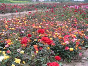 卡羅拉月季種植基地基地 卡羅拉月季價(jià)格種植基地