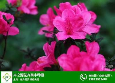 江蘇盆景花卉出租公司|卉之源綠植|盆景花卉出租公司聯(lián)系方式
