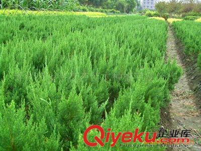 供應(yīng)黃楊 小龍柏 金葉女貞 尾毛 冬青 紅葉小檗等綠化苗木圖片|供應(yīng)黃楊 小龍柏 金葉女貞 尾毛 冬青 紅葉小檗等綠化苗木產(chǎn)品圖片由青州市金宇花卉苗木種植專業(yè)合作社公司生產(chǎn)提供-