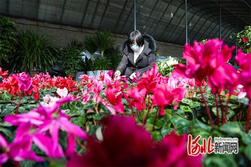 河北省灤南縣 花卉旺銷春意濃