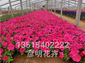 玫紅牽牛 玫紅牽牛價(jià)格 玫紅牽牛批發(fā)