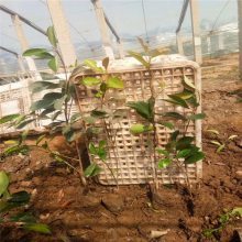 【新型廠區(qū)綠化,工廠綠化設(shè)計(jì)施工,工廠綠化栽植技術(shù)指導(dǎo)圖片】新型廠區(qū)綠化,工廠綠化設(shè)計(jì)施工,工廠綠化栽植技術(shù)指導(dǎo) - 青州市茗茜花卉苗木專業(yè)合作社