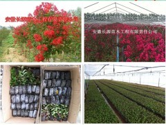 種植正宗美國紅火球紫薇--有球必贏|花卉種苗|花卉盆景|供應(yīng)信息|597苗木網(wǎng)