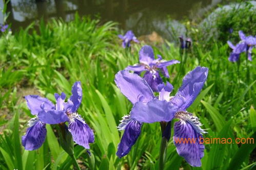 宿根花卉種植基地 宿根花卉批發(fā) 宿根花卉供應(yīng),宿根花卉種植基地 宿根花卉批發(fā) 宿根花卉供應(yīng)生產(chǎn)廠家,宿根花卉種植基地 宿根花卉批發(fā) 宿根花卉供應(yīng)價(jià)格