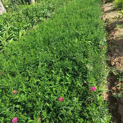 青州市茗茜花卉苗木專業(yè)合作社