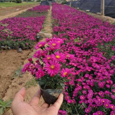 青州市茗茜花卉苗木專業(yè)合作社