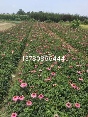 蛇莓|草花地被|綠化苗木|供應(yīng)信息|597苗木網(wǎng)
