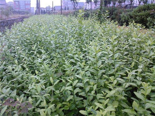 山東濰坊扶芳藤種植基地大量低價(jià)出售40cm以上扶芳藤樹苗 青州市萬(wàn)綠花卉苗木專業(yè)合作社 綠