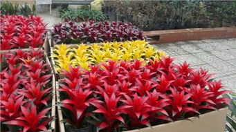 鳳梨種植基地 山東鳳梨價(jià)格 青州市李珊花卉苗木種植專業(yè)合作社 綠化苗木基地