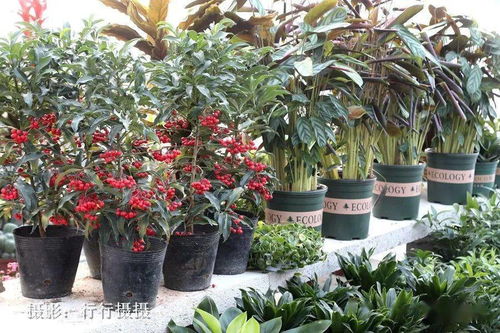 今日泗水現(xiàn)場實(shí)拍 幸福生活就像花兒一樣