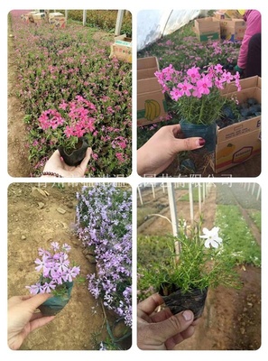【宿根叢生福祿考芝櫻花價格供應|專花海設計及施工,園藝造型,花卉苗木種植銷售,園林綠化工程施工,花卉種子銷售,農(nóng)業(yè)花卉技術指導;花卉用品,花卉資材,溫室工程設計,施工,溫室骨架,溫室資材及配件銷售青州市盛諾溫室園藝商鋪