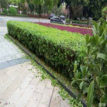 【山東廠區(qū)綠化,工廠綠化設計,工廠綠化栽植技術(shù)指導圖片】山東廠區(qū)綠化,工廠綠化設計,工廠綠化栽植技術(shù)指導 - 青州市茗茜花卉苗木專業(yè)合作社