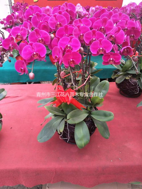 山東盆栽蝴蝶蘭花卉登錄上市 蝴蝶蘭供應商基地 種植廠家 產(chǎn)地報價單 青州市三江花卉苗木專業(yè)合作社