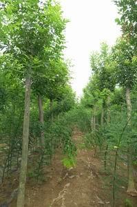 求購山東白蠟樹苗 山東白蠟專業(yè)種植基地 白蠟苗銷售,求購山東白蠟樹苗 山東白蠟專業(yè)種植基地 白蠟苗銷售生產(chǎn)廠家,求購山東白蠟樹苗 山東白蠟專業(yè)種植基地 白蠟苗銷售價(jià)格